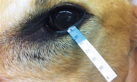 tear production in dogs